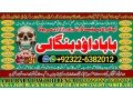 no1-popular-genuine-vashikaran-specialist-vashikaran-baba-near-lahore-vashikaran-baba-near-gujranwala-92322-6382012-small-0